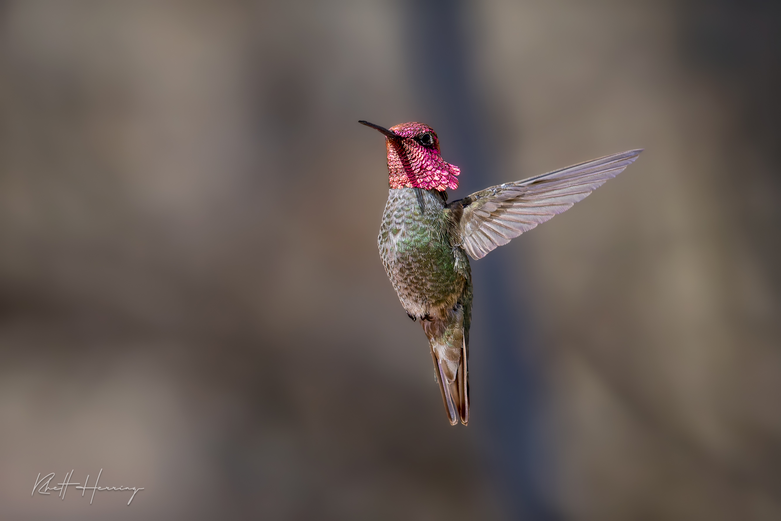 A Male Anna's Hummingbird, Caught Mid-Pivot